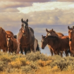 Mustang - Canter and gallop