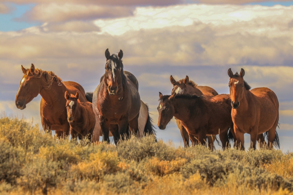 Mustang - Canter and gallop