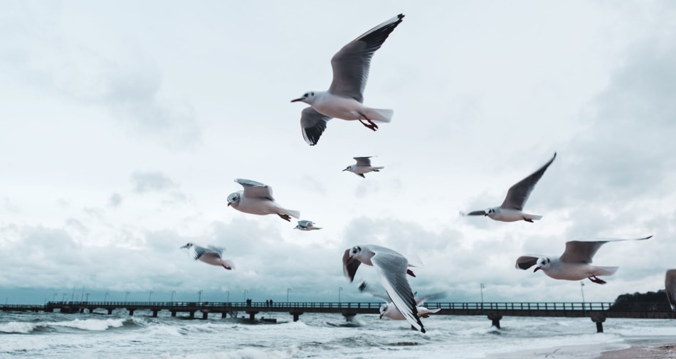 Birds flying in a hurricane by the sea.