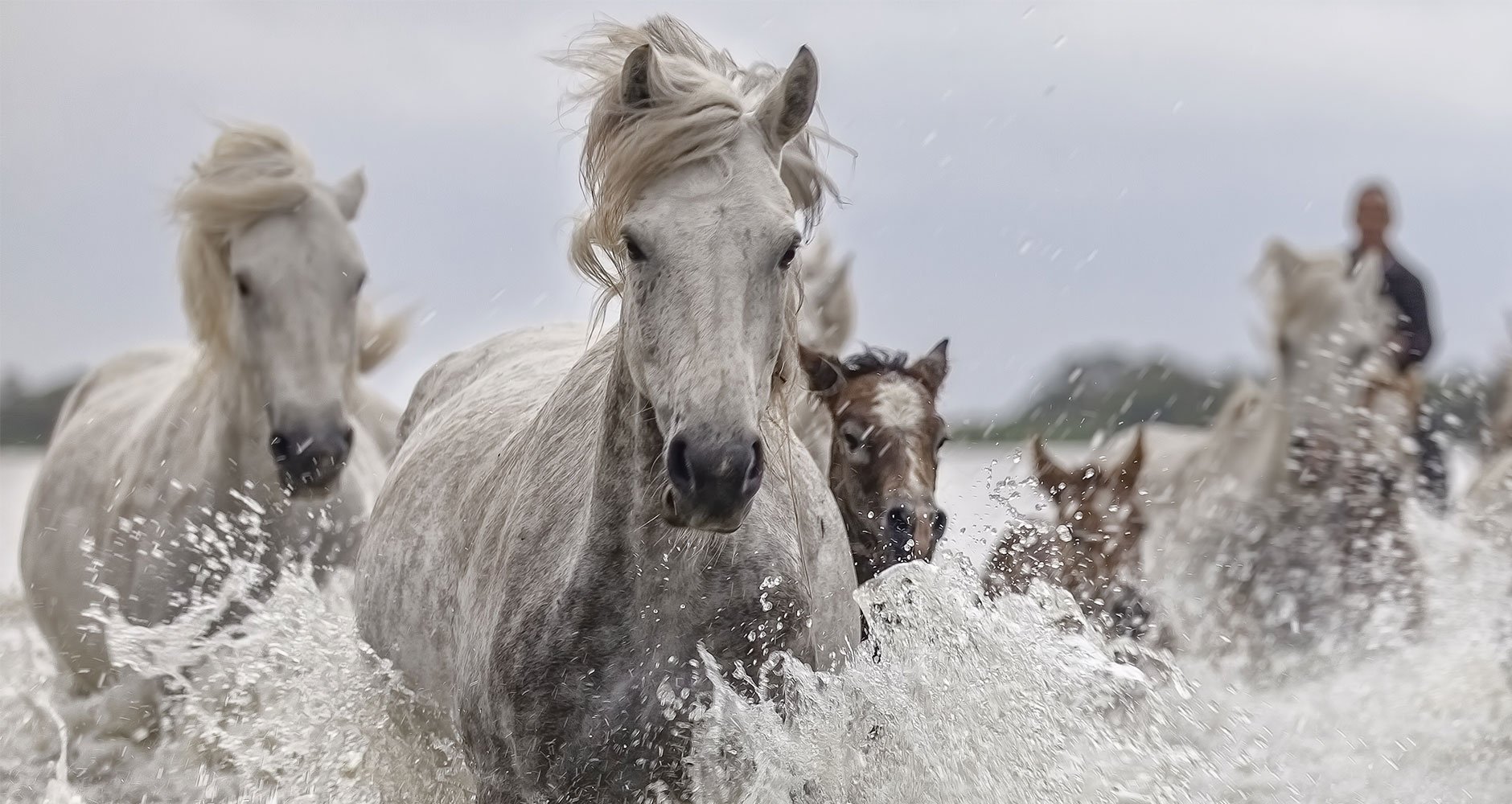 horses traveling in water