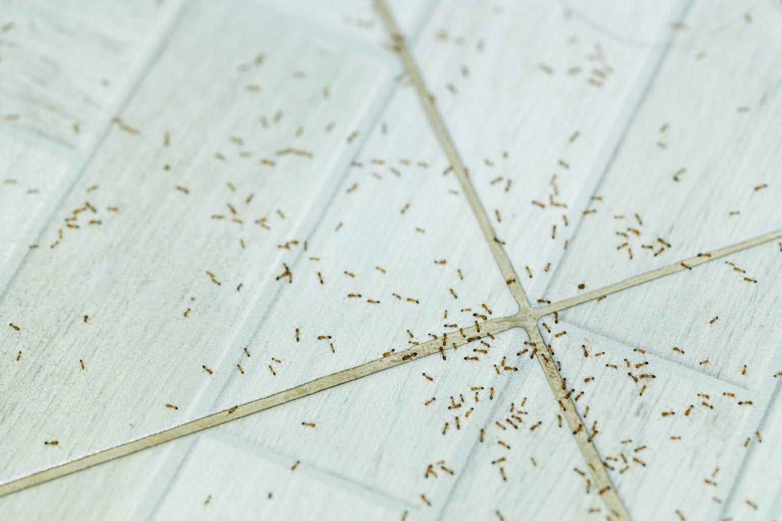 21 Ways To Get Rid of Ants Without Toxic Chemicals Farmers' Almanac
