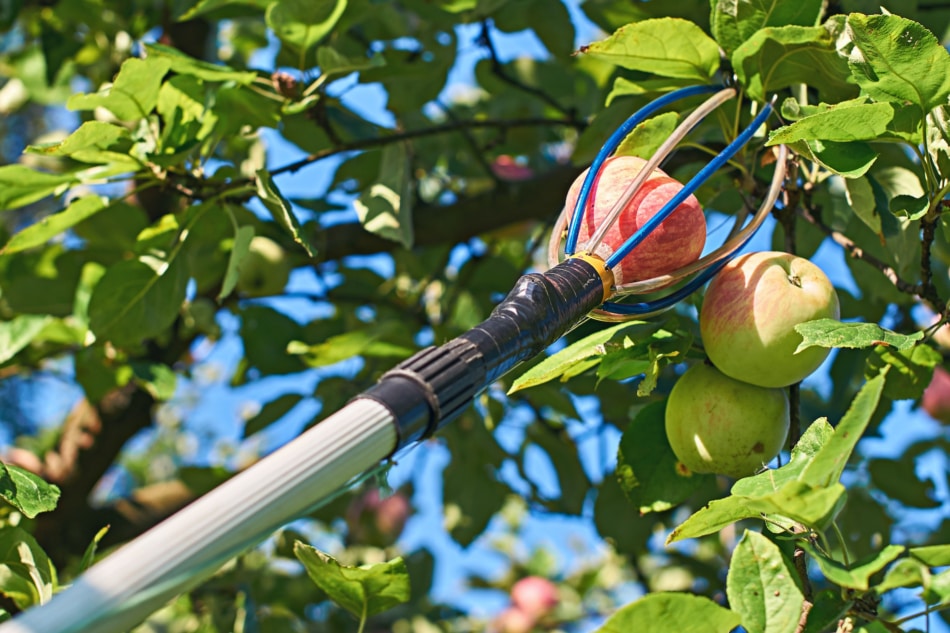 Fruit - Apple