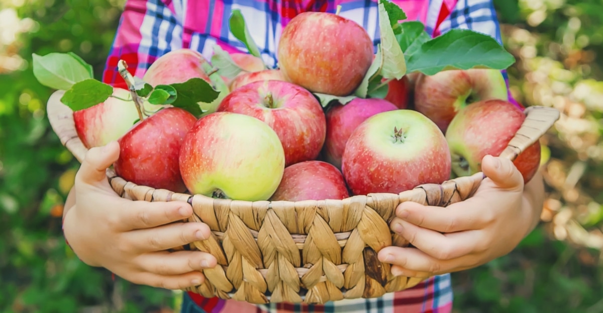 Herbstgemüse - Apple