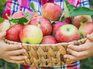 10 Must-Read Fall Apple Picking Tips featured image