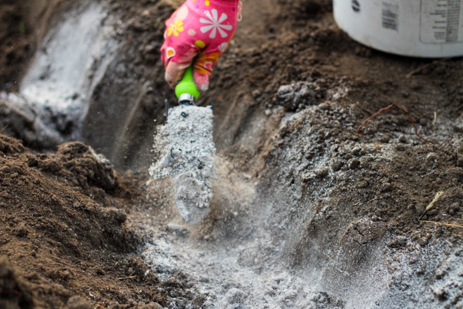 A female hand in a glove and a scoop scatters the ashes in the garden before planting potatoes.