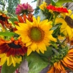 Common sunflower - Sunflower Seeds