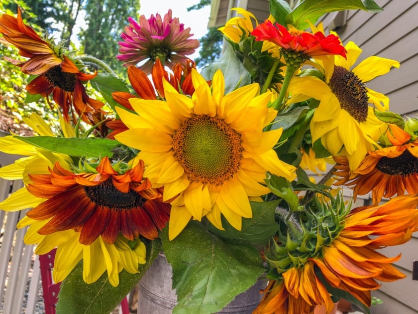 Common sunflower - Sunflower Seeds