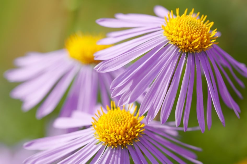 3. Small Aster and Morning Glory Tattoo Ideas - wide 2