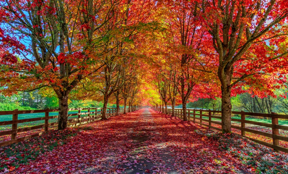 Beautiful colored Autumn trees lining a driveway.