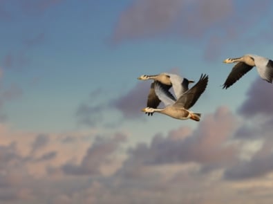 5 Fascinating Facts About Migratory Birds featured image