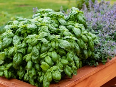 8 Tips To Grow Big, Bushy Basil featured image