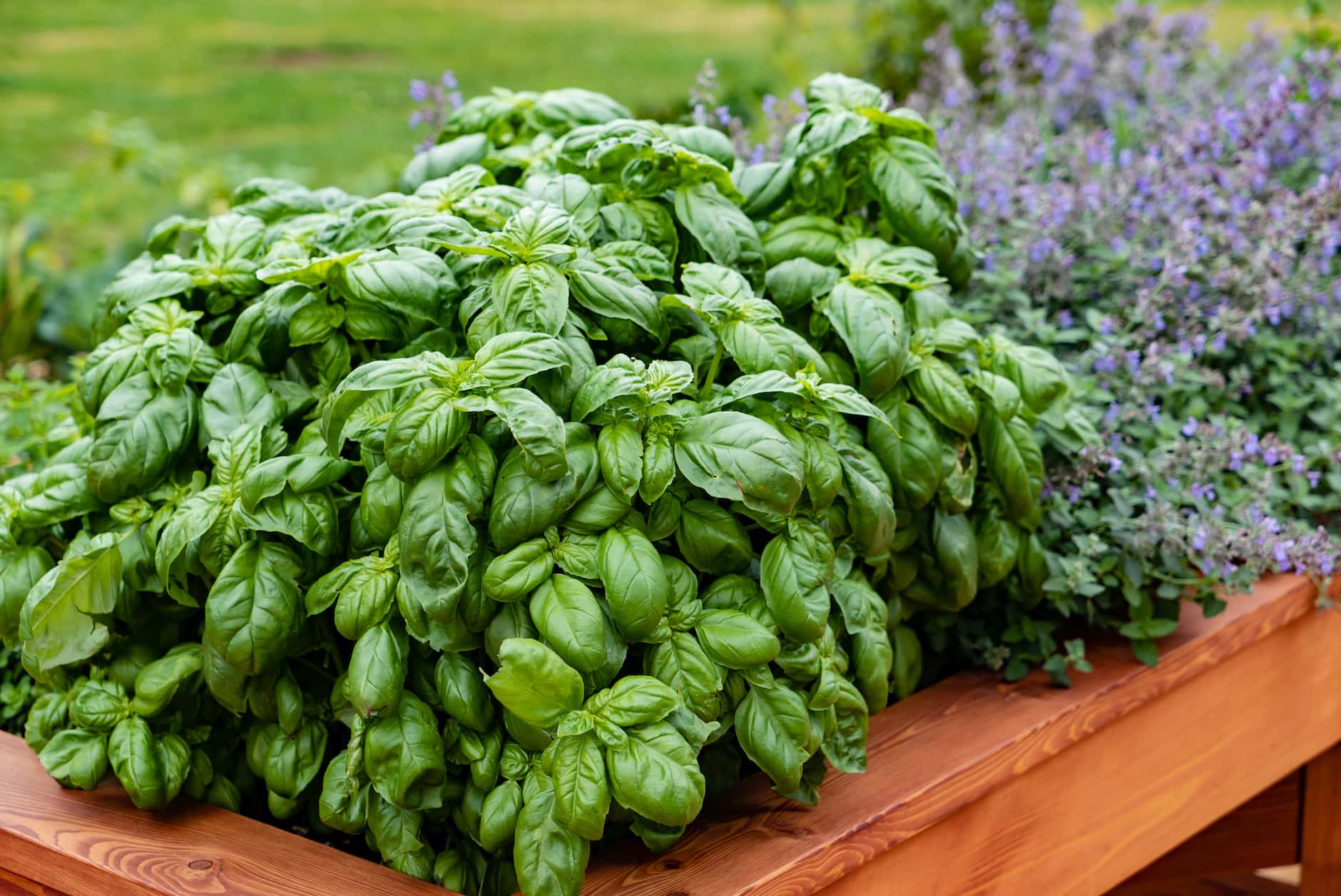 Image of Basil and Garlic in garden