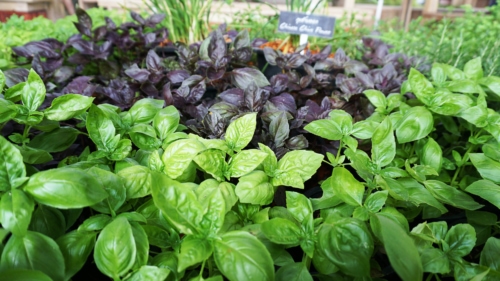 green and purple Basil - herbs