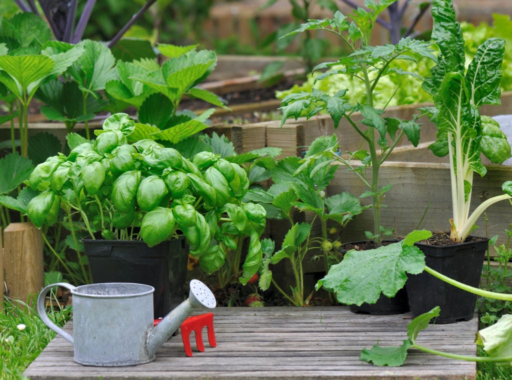 Garden herbs and veggies in containers on a deck with watering can