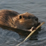 Rodents - American beaver