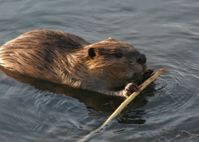 Rodents - American beaver