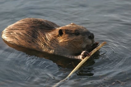 Rodents - American beaver