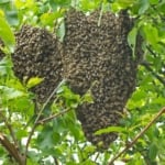 Bees - Honeycomb