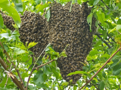 What Is Bee “Swarming” Exactly? featured image