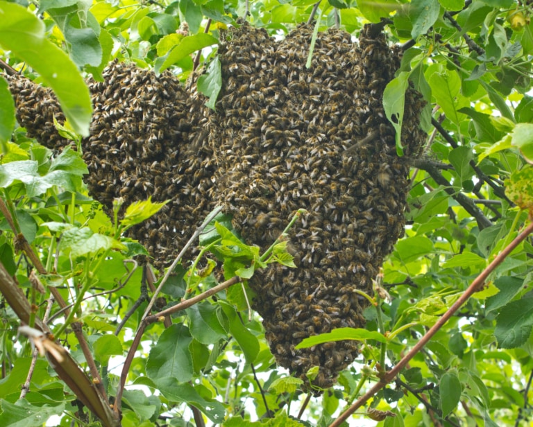 What Is Bee "Swarming" Exactly? Farmers' Almanac Plan Your Day