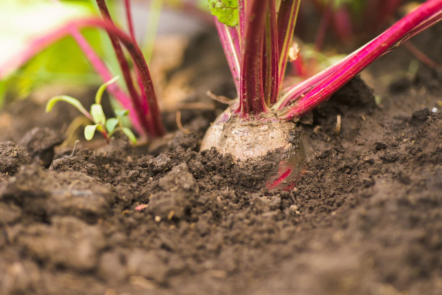 How To Grow Beets Farmers' Almanac Plan Your Day. Grow Your Life.