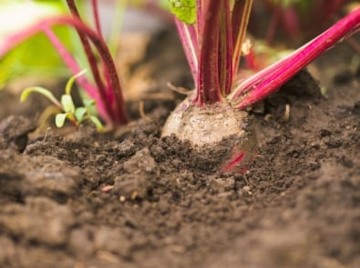 Soil - Plant stem