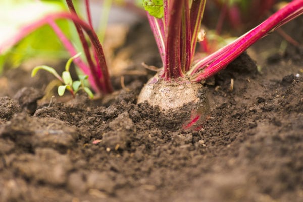 beets growing in the ground