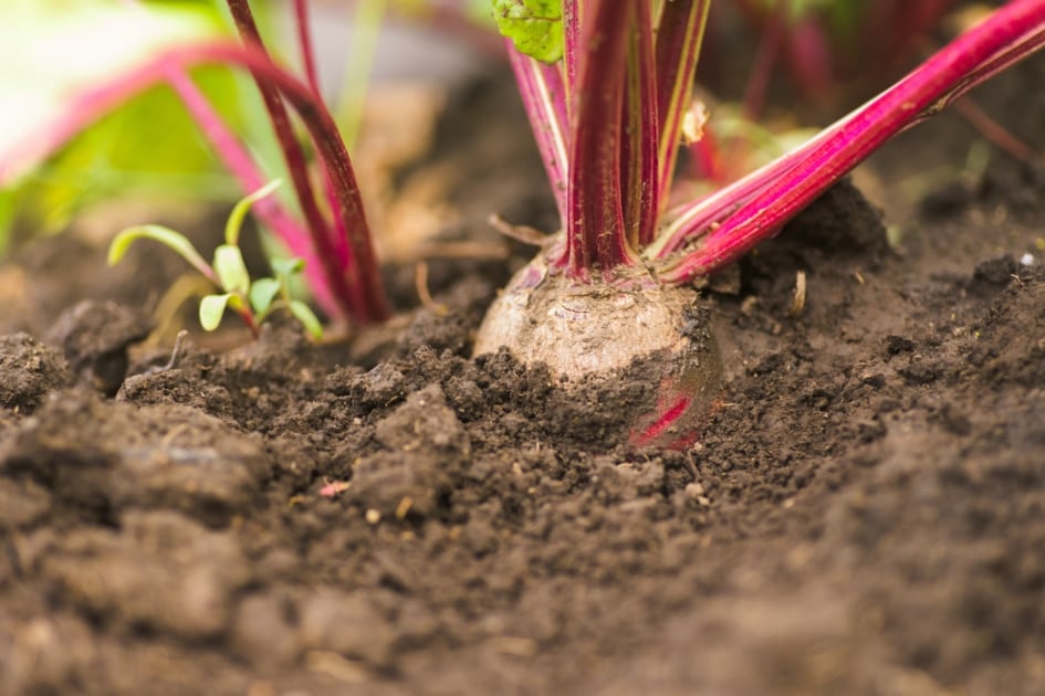 Soil - Plant stem