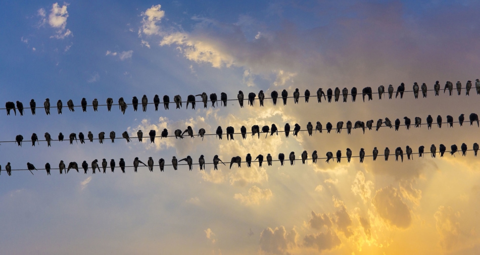 Many birds sitting on three rows of telephone wire.