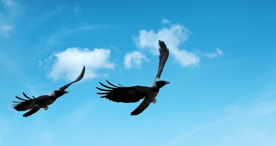 Two crows flying together against a blue sky.