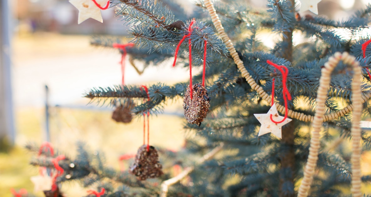 Christmas Tree - Winter