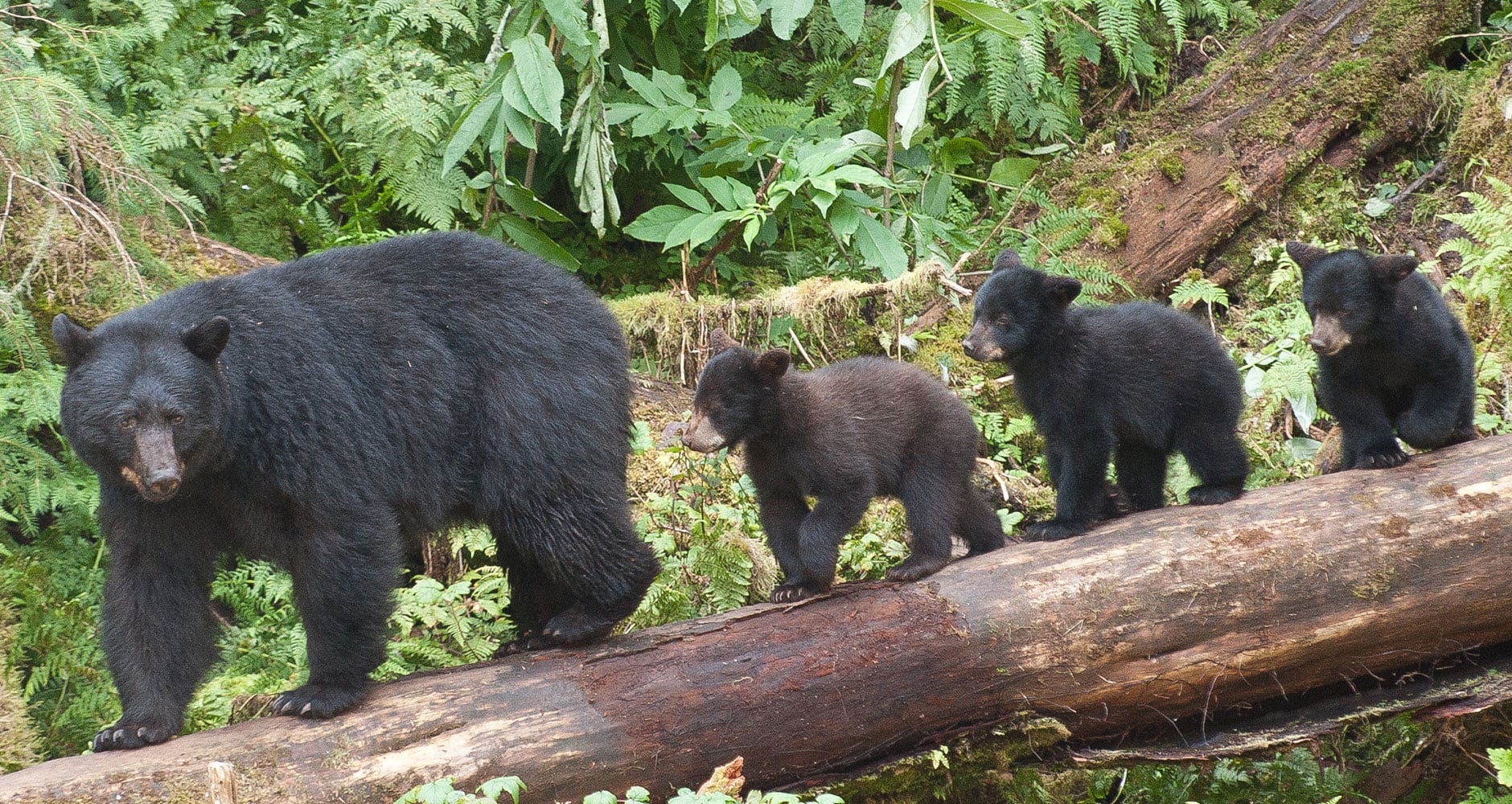 Black Bears: How To Avoid Run-Ins.