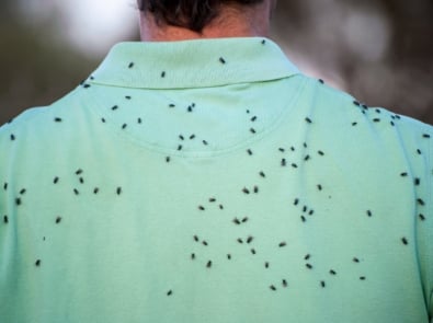 7 Ways To Repel Black Flies Naturally featured image