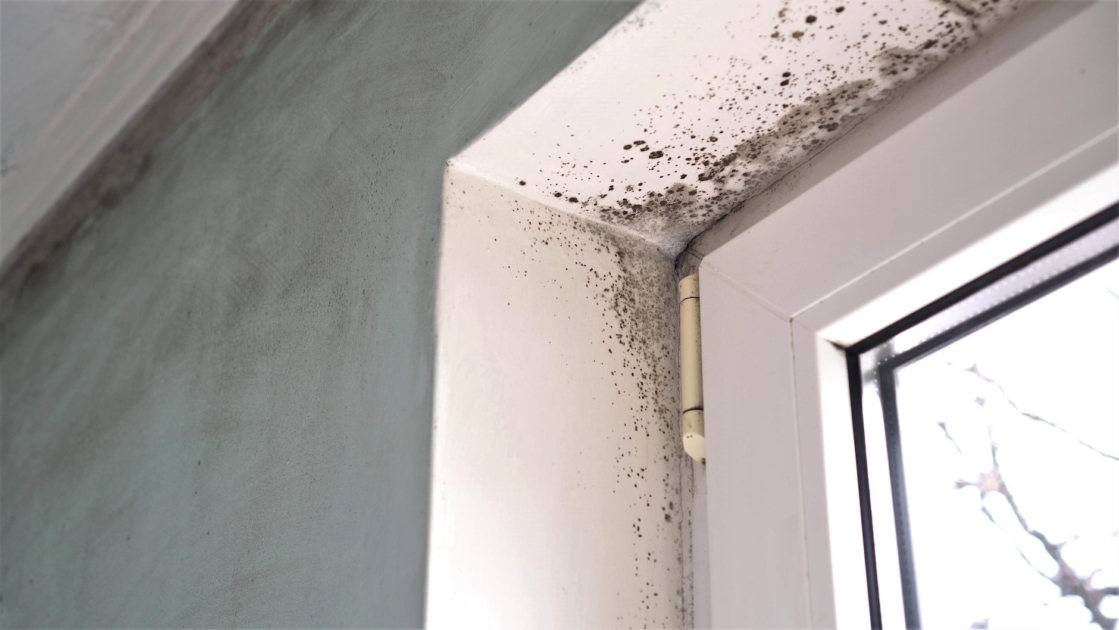 Black mold - Mold