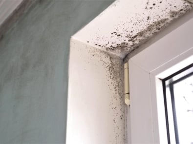 Everything You Ever Wanted to Know About Mold But Didn’t Know Who to Ask featured image