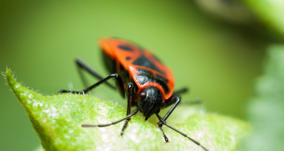 Boxelder bug - Boxelder maple