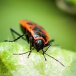 Beetles - Boxelder bug