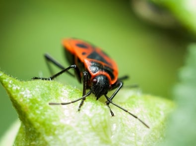 Fall Bug Prevention Tips featured image