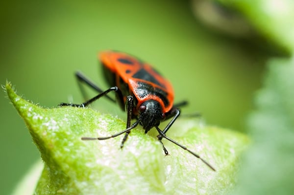 Beetles - Boxelder bug
