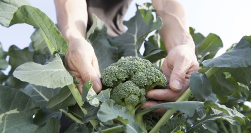 Broccoli - Vegetable