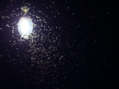 Why Are Bugs Attracted To Light? featured image