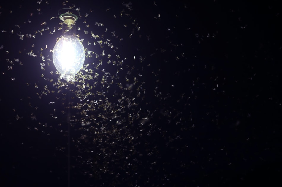 Light with insects.