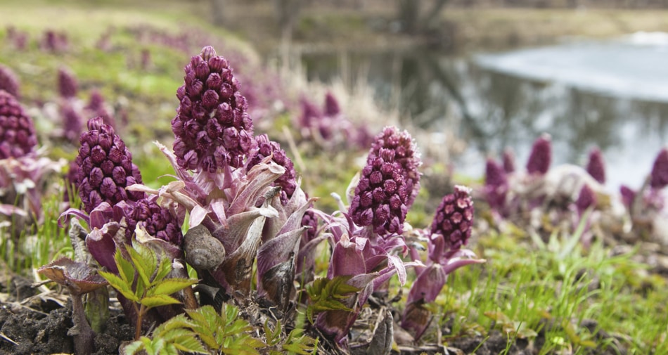 Butterbur