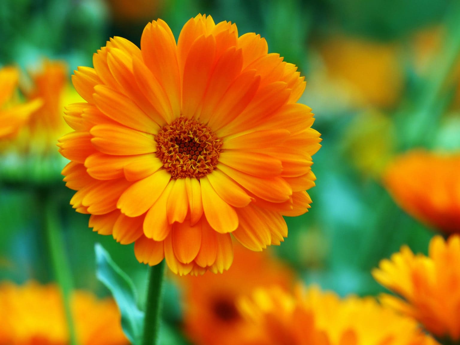October Flower Lore Calendula And Cosmos Farmers Almanac