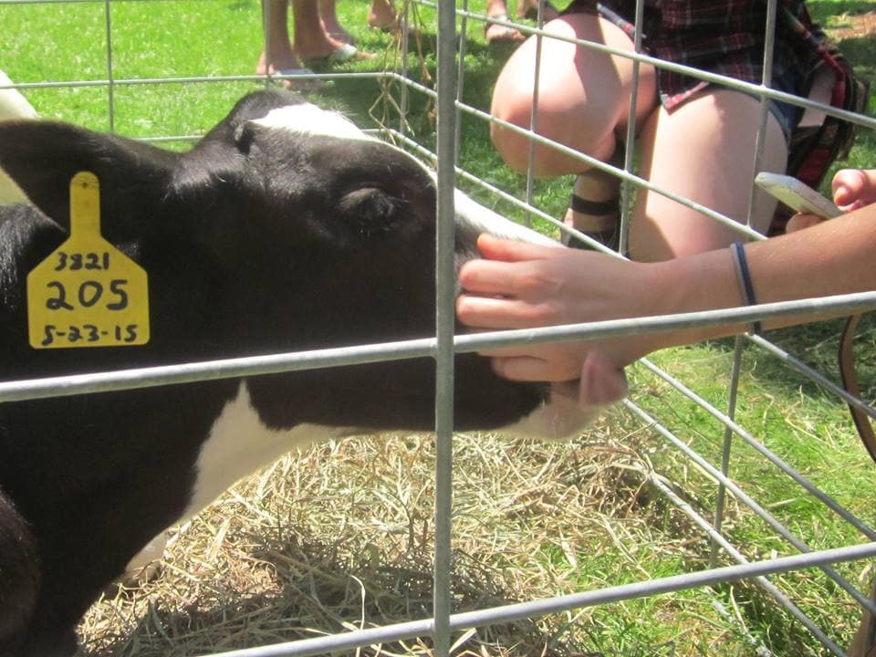 calf