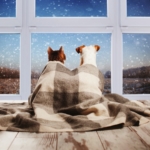Dog and cat under a plaid blanket looking out the window.