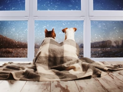 Dog and cat under a plaid blanket looking out the window.