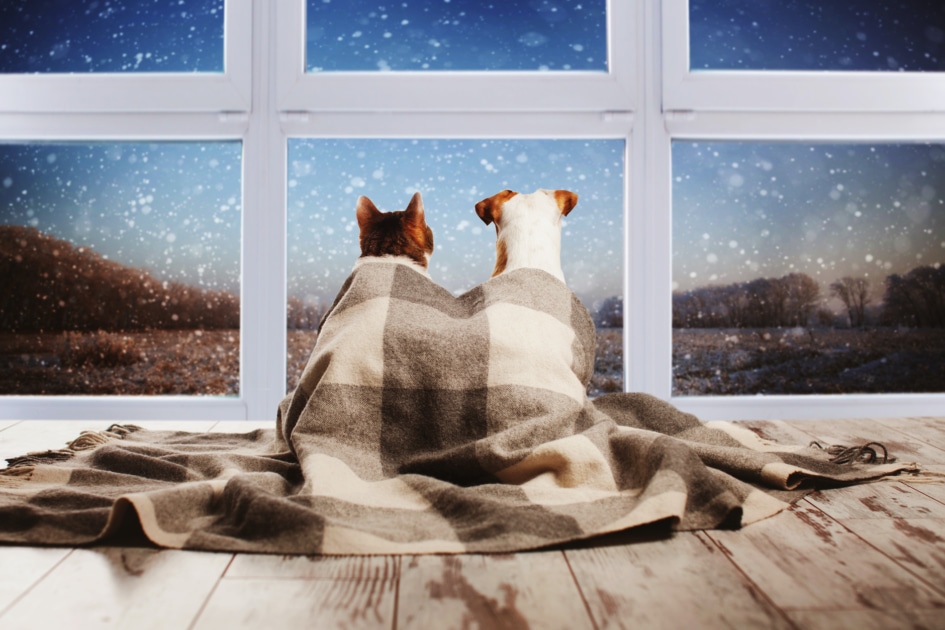 Dog and cat under a plaid blanket looking out the window.