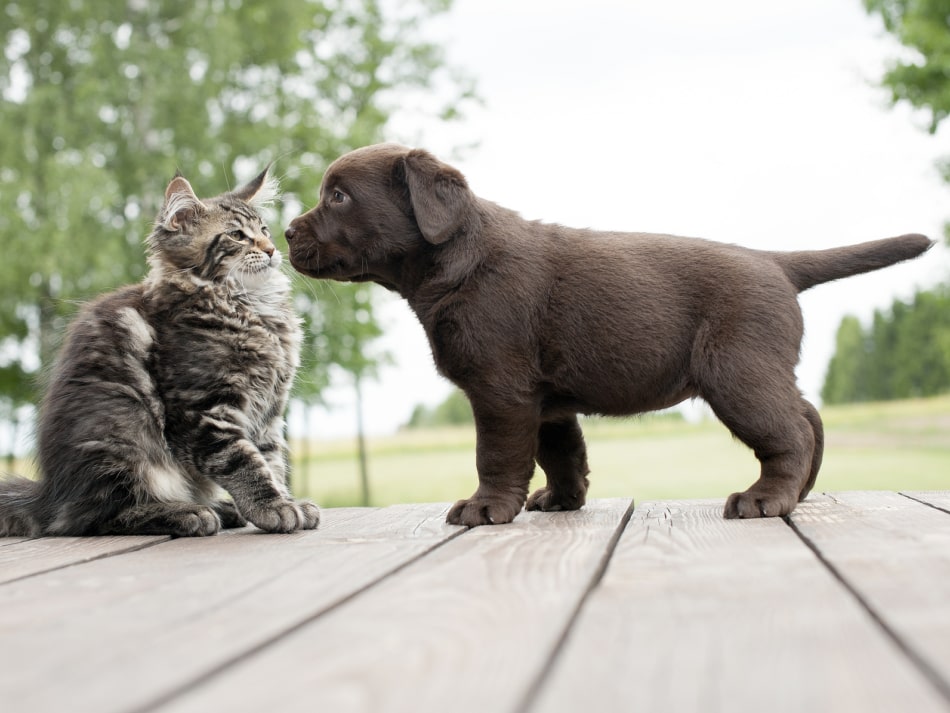 A cat and puppy friendship.