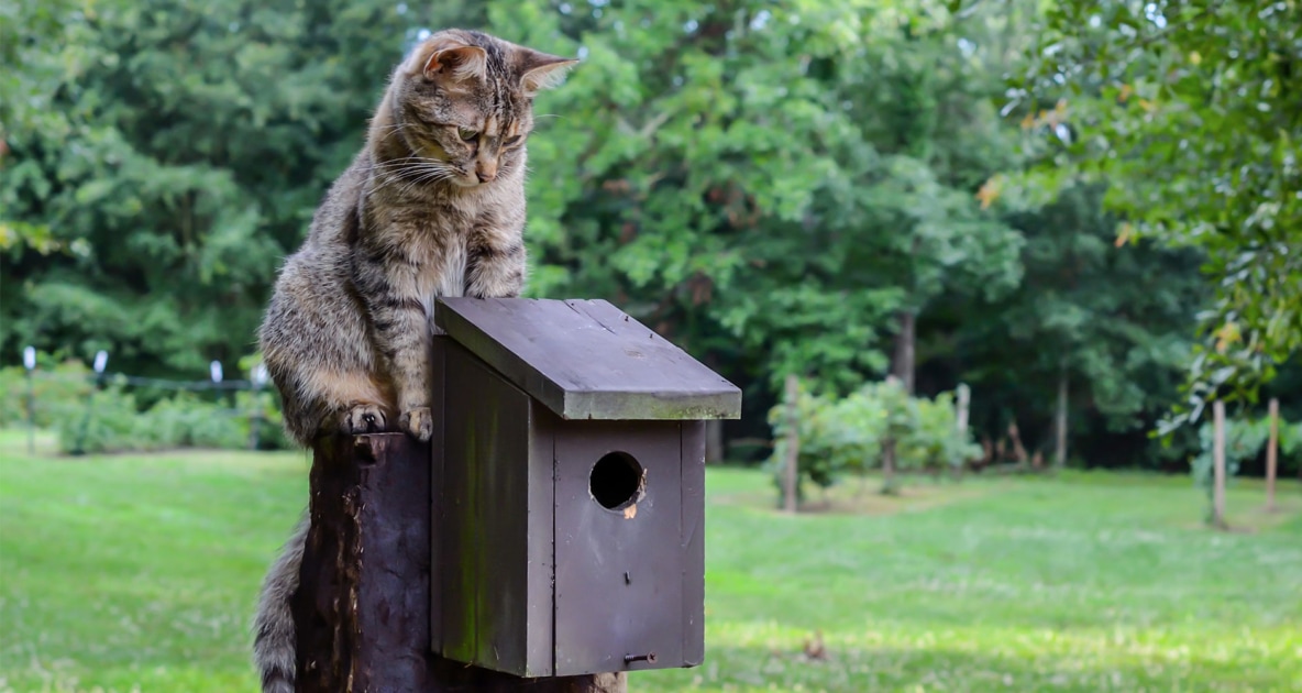 Cat - African wildcat